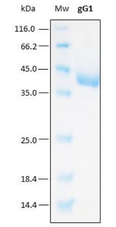 SDS-PAGE analysis (15%) of 2 μL of recombinant gG1. Purity is > 95% as determined by gel electrophoresis. The emerald green stain indicates glycosylation which is responsible for the increase in Mw of the protein.